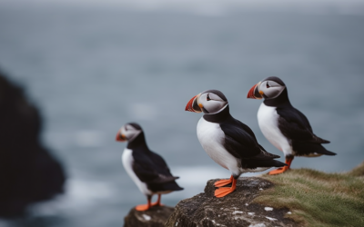 Puffin Paradise: A Tour Through Iceland’s Birdwatching Hotspots