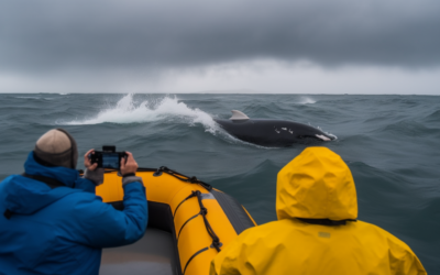 Iceland’s Majestic Marine Giants: A Whale Watching Adventure in the North Atlantic